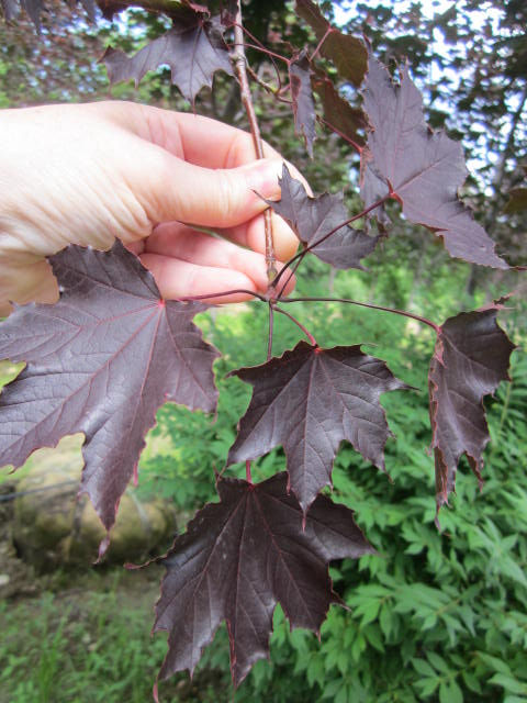 Thumbnail: Acer platanoides ‘Crimson King' CRIMSON KING MAPLE