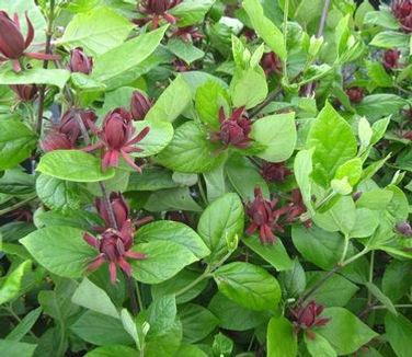 Calycanthus floridus SWEETSHRUB or CAROLINA ALLSPICE