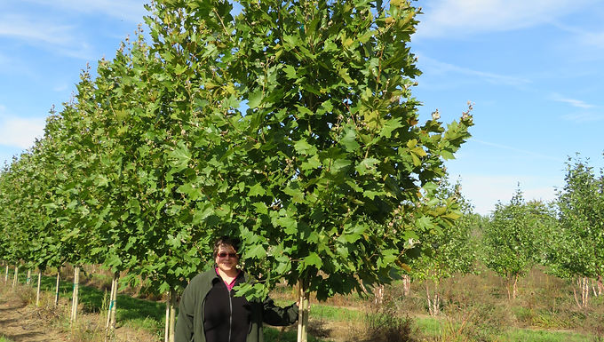 Platanus x acerifolia ‘Morton Circle’ EXCLAMATION!™ LONDON PLANE TREE