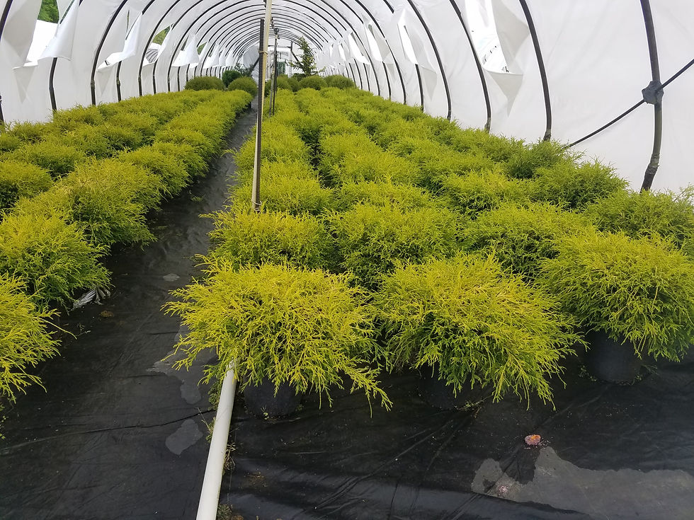 Thumbnail: Chamaecyparis pisifera filifera aurea nana DWARF GOLD THREAD CYPRESS