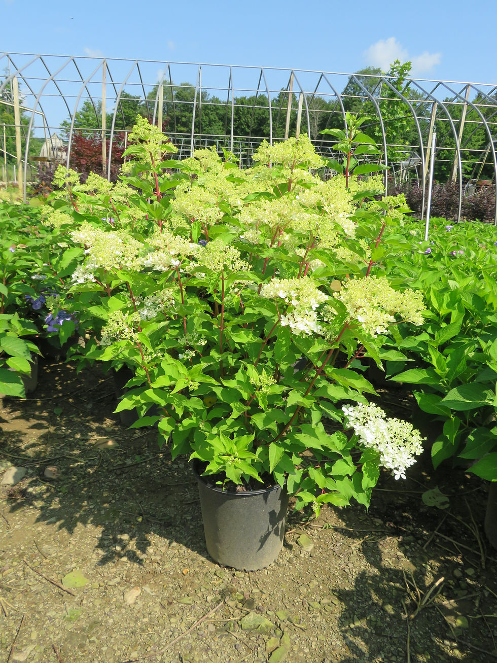 Thumbnail: Hydrangea paniculata 'Phantom' PHANTOM HYDRANGEA