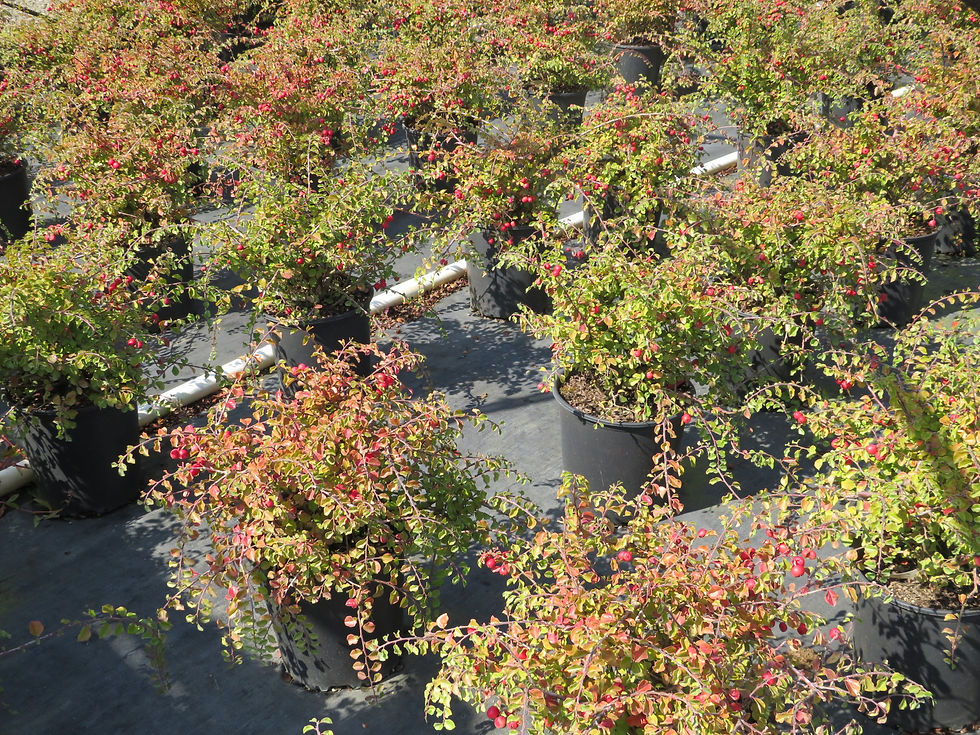 Thumbnail: Cotoneaster apiculata CRANBERRY COTONEASTER