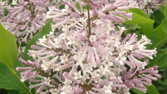 Syringa patula 'Miss Kim' MISS KIM LILAC
