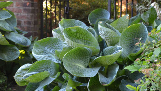Hosta 'Abiqua Drinking Gourd' ABIQUA DRINKING GOURD HOSTA