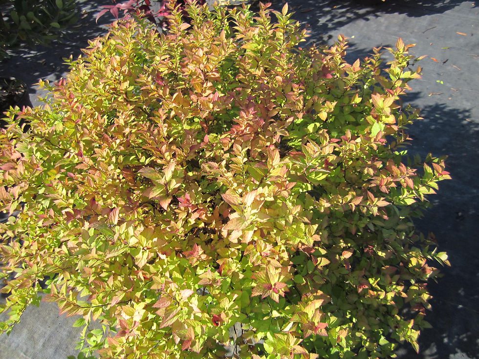 Thumbnail: Spiraea japonica 'Walbuma' (PP9,363) MAGIC CARPET SPIREA