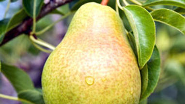 Pyrus 'Bartlett' BARTLETT SEMI-DWARF PEAR