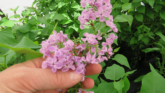 Syringa x hyacinthiflora 'Pocahontas' POCAHONTAS LILAC