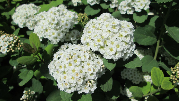 Spiraea betulifolia 'Tor' TOR SPIRAEA
