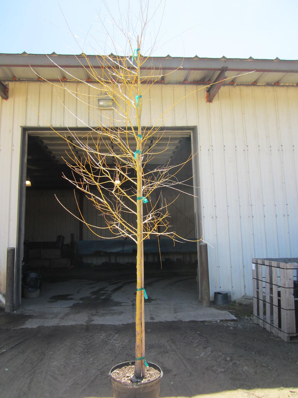 Thumbnail: Salix alba ‘Tristis’ NIOBE GOLDEN WEEPING WILLOW
