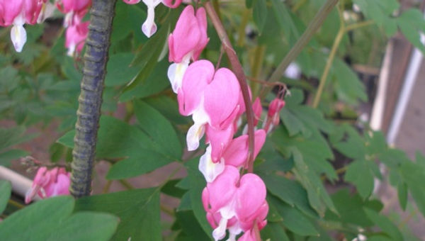 Dicentra spectabilis OLD FASHION BLEEDING HEART