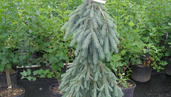 Picea glauca 'Pendula' WEEPING WHITE SPRUCE
