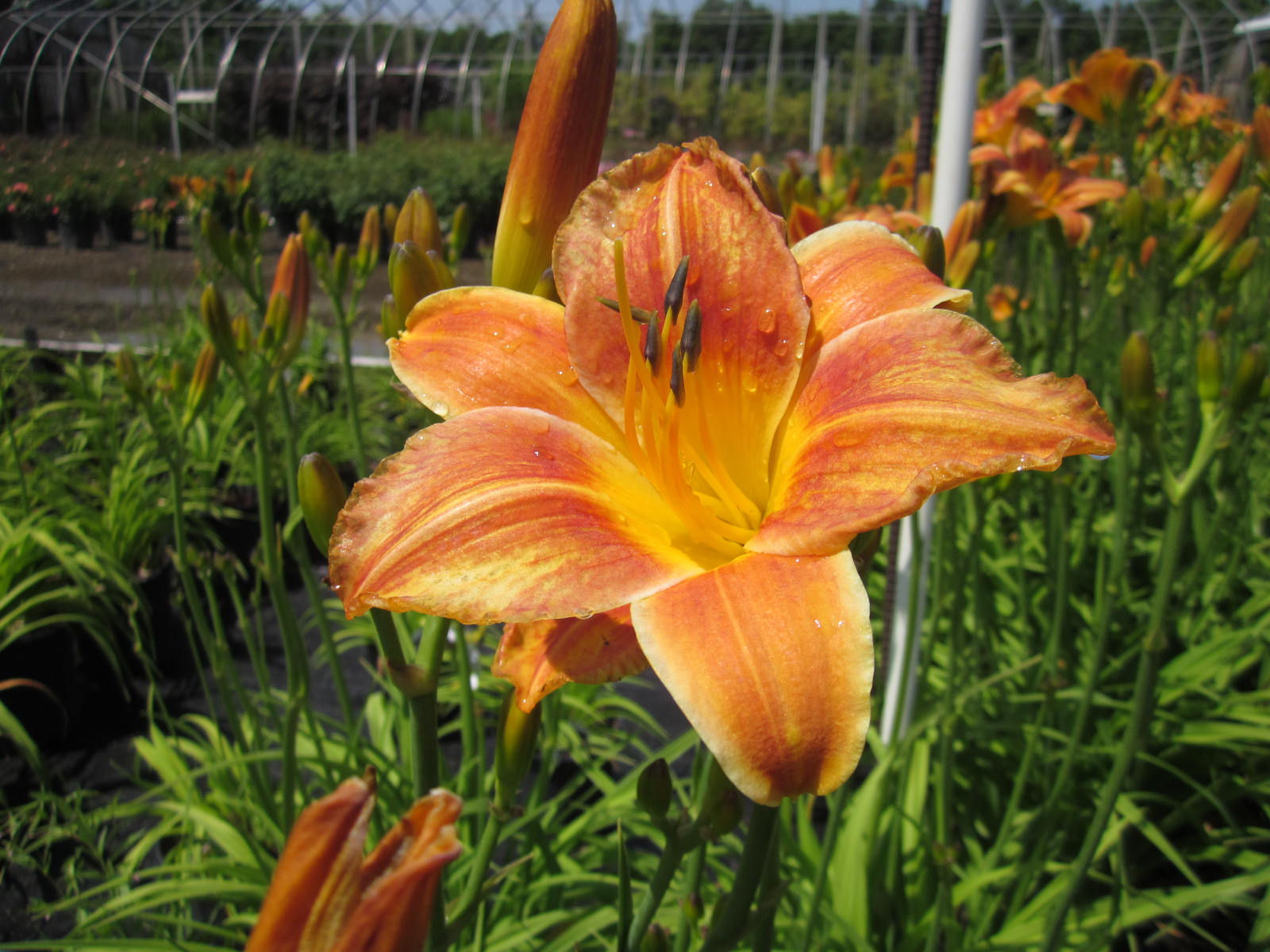 Hemerocallis 'Bright Sunset' BRIGHT SUNSET DAYLILY