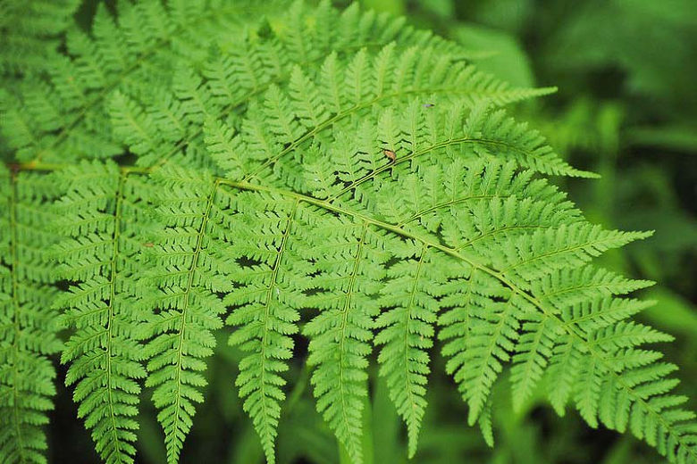 Dryopteris carthusianna TOOTHED WOOD FERN