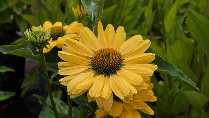 Echinacea 'Aloha' (PP 23,525)  ALOHA PRAIRIE PILLARS™ CONEFLOWER