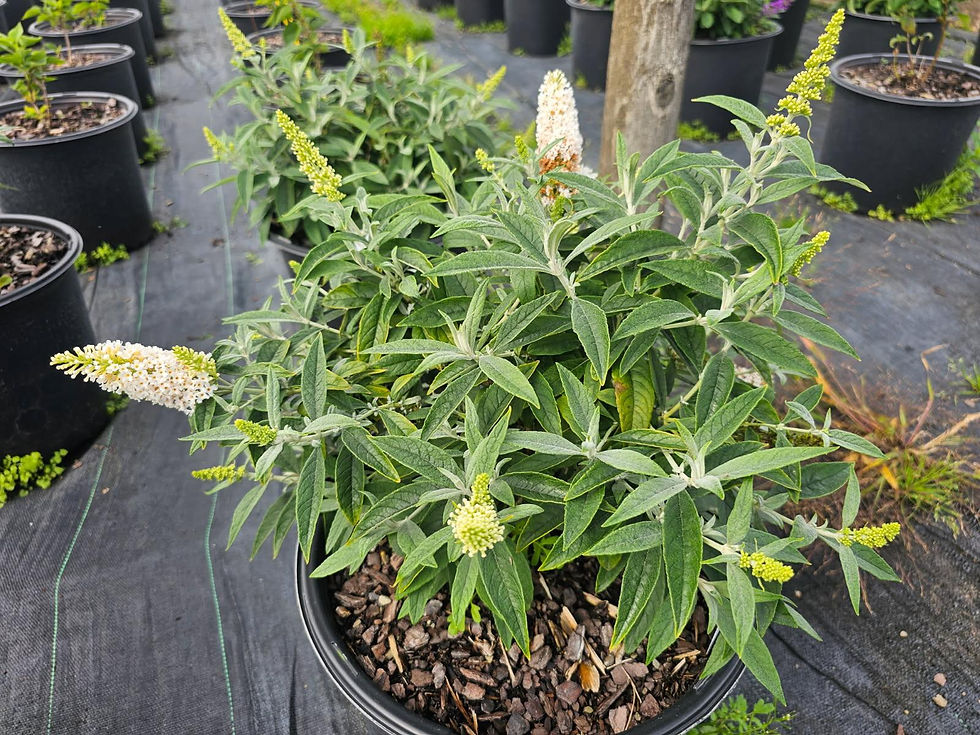 Buddleia davidii 'Dapconwhi' (PP 35,566) DAPPER® WHITE BUTTERFLY BUSH