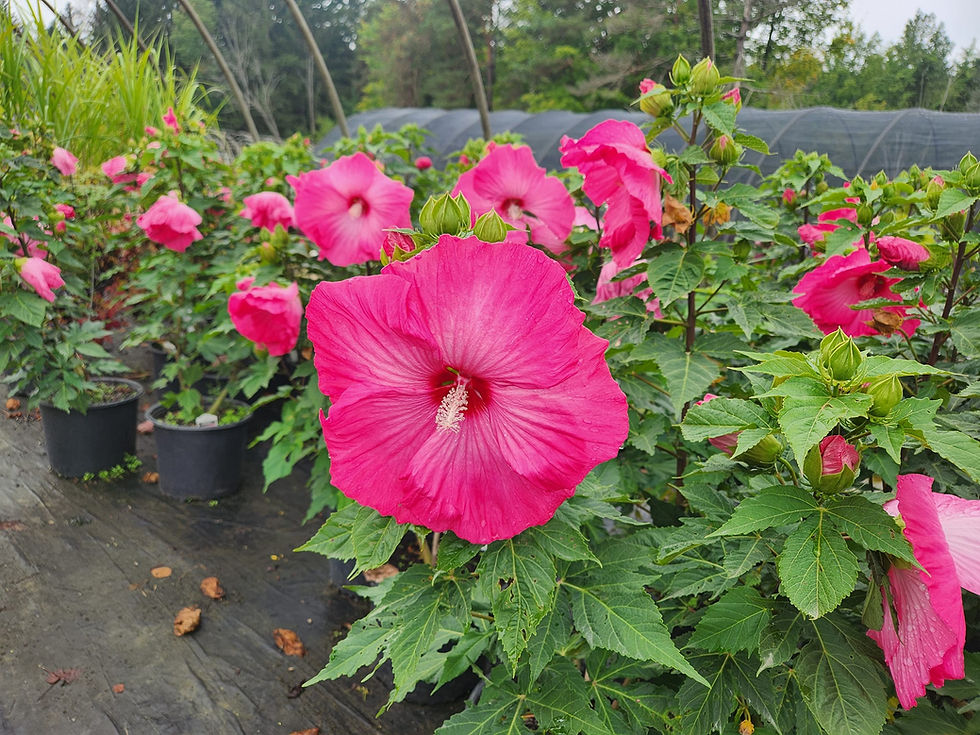 Thumbnail: Hibiscus 'Airbrush Effect' (PP 29,295) AIRBRUSH EFFECT HARDY HIBISCUS