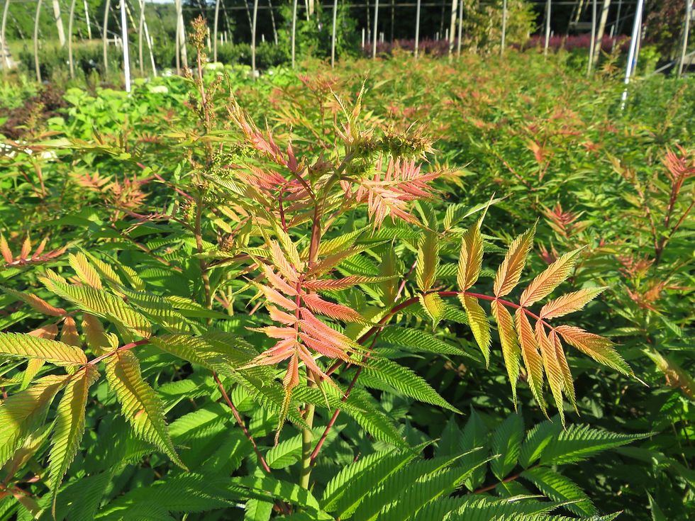 Thumbnail: Sorbaria sorbifolia 'Sem' (PP16,336) SEM FALSE SPIRAEA