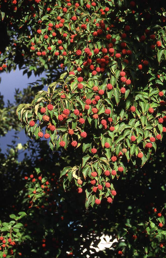 Thumbnail: Cornus kousa KOUSA DOGWOOD (MULTI-STEM CLUMP FORM)