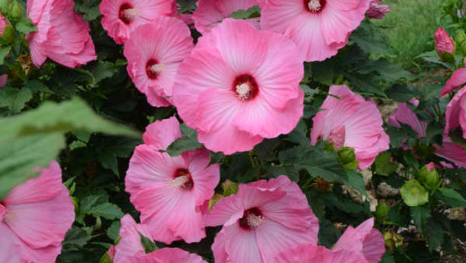 Hibiscus 'Airbrush Effect' (PP 29,295) AIRBRUSH EFFECT HARDY HIBISCUS