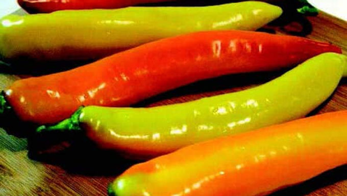 Capisicum 'Hot Sunset' HOT SUNSET PEPPER