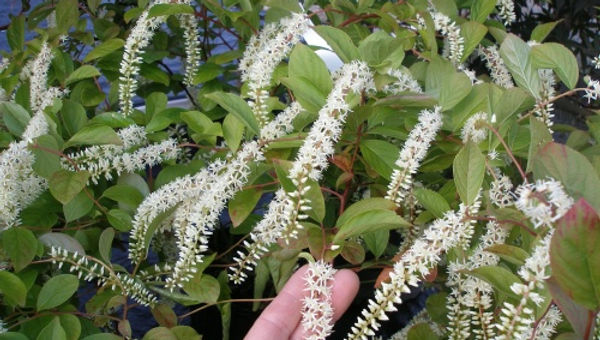 Itea virginica 'Henry's Garnet' HENRY'S RED VIRGINIA SWEETSPIRE