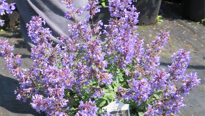 Nepeta faassenii  'Kitten Around' (PP 30,940) KITTEN AROUND CATMINT