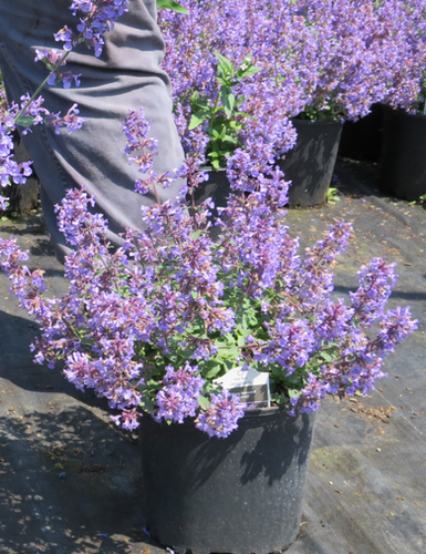 Nepeta faassenii 'Kitten Around' (PP 30,940) KITTEN AROUND CATMINT