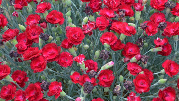 Dianthus 'Electric Red' (PP 29591) PRETTY POPPERS® ELECTRIC RED PINKS