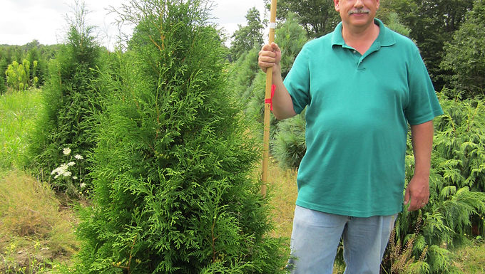 Thuja occidentalis 'Hetz Wintergreen' HETZ WINTERGREEN ARBORVITAE