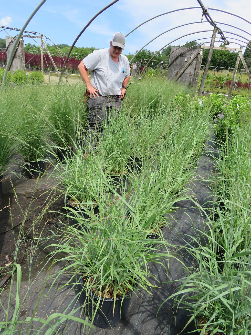 Thumbnail: Panicum virgatum 'Heavy Metal' HEAVY METAL SWITCH GRASS