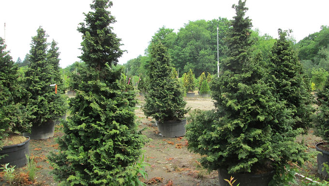 Chamaecyparis obtusa gracilis SLENDER HINOKI CYPRESS