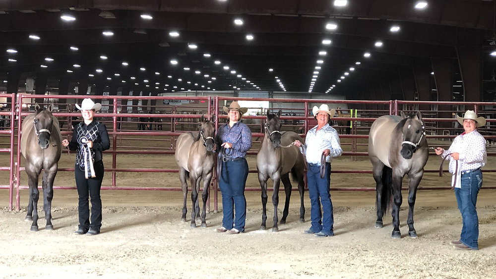 International Buckskin Horse Association (IBHA) World Show