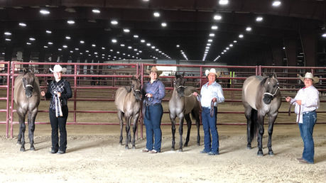 International Buckskin Horse Association (IBHA) World Show