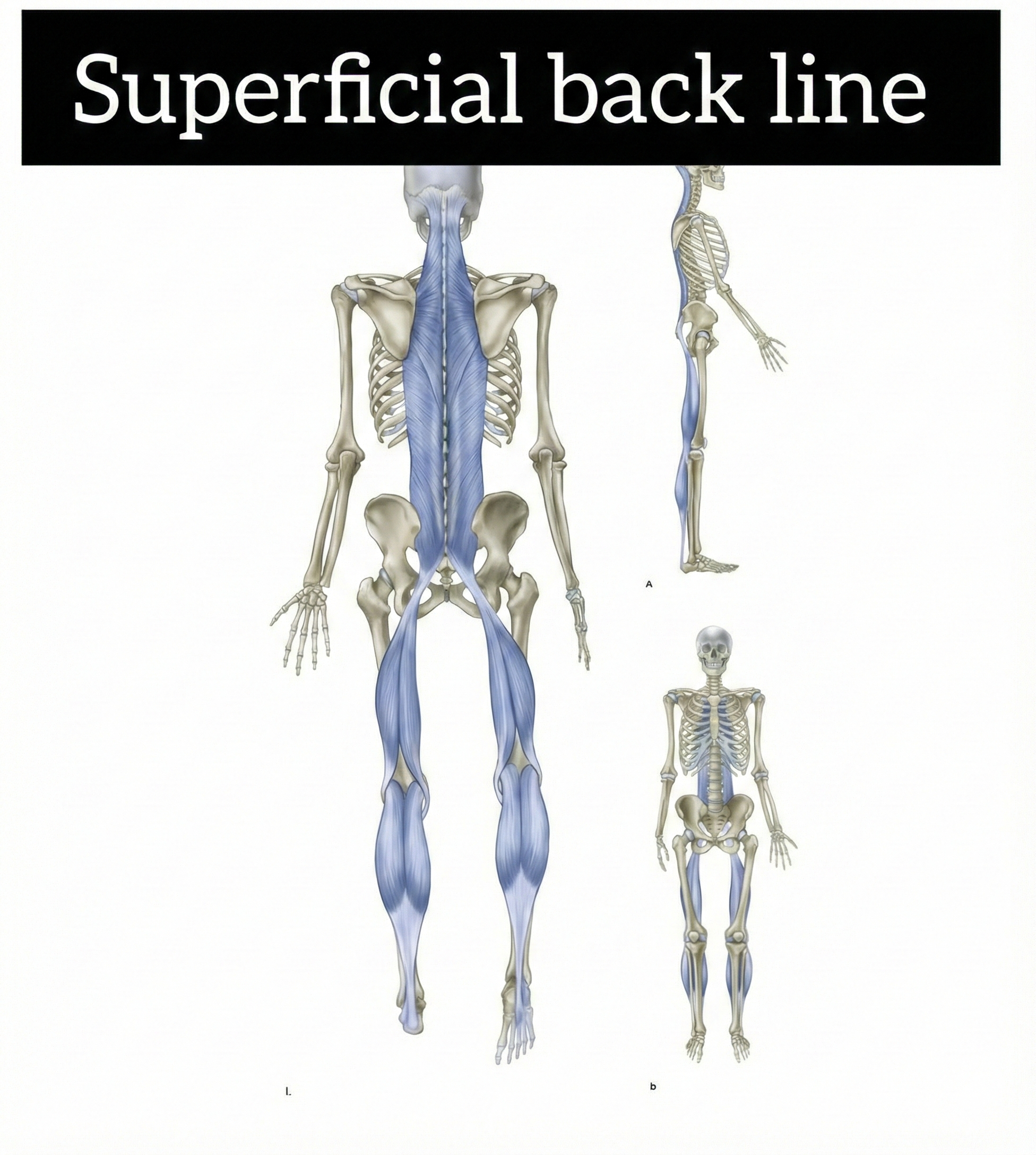 Superficial Back Line (SBL)