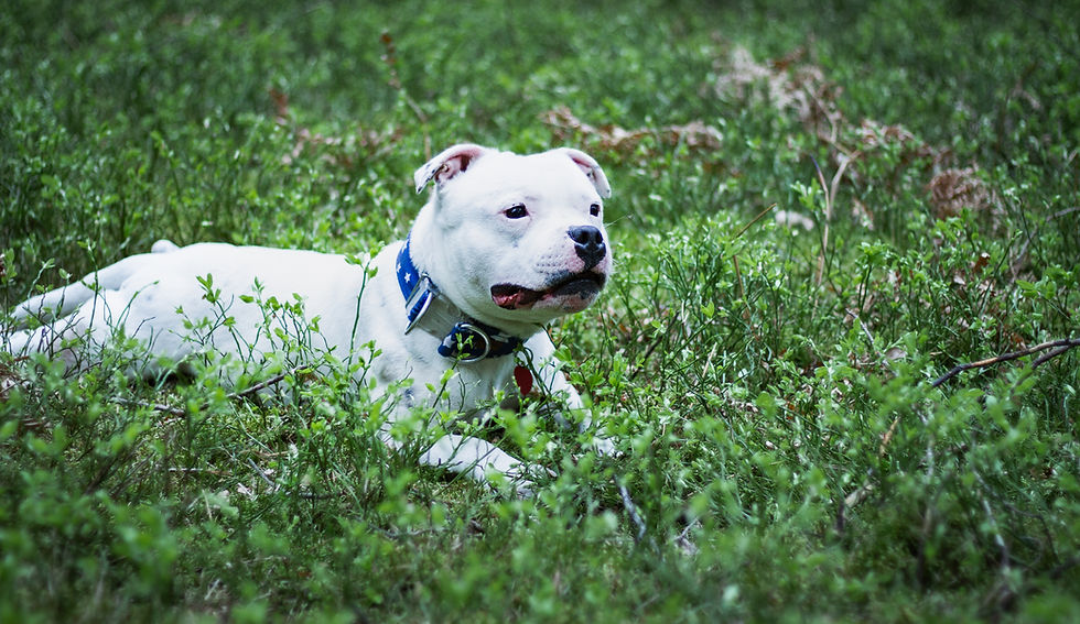 Viki leży na trawie