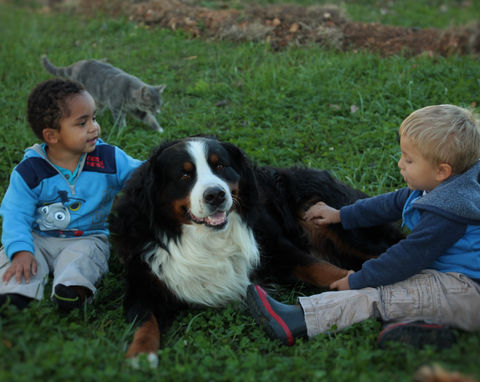 Bernese mountain dog puppy in Seymour MO, Springfield Missouri, ozark Missouri Branson 