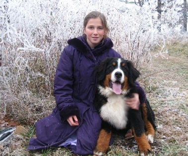 Bernese mountain dog puppies being placed in loving homes in Branson Missouri