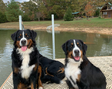 Bernese mountain dog puppies being placed in loving homes all over the united states