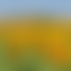 Sunflower fields in the summer in Tuscany, Italy