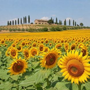 Sunflower fields in the summer in Tuscany, Italy