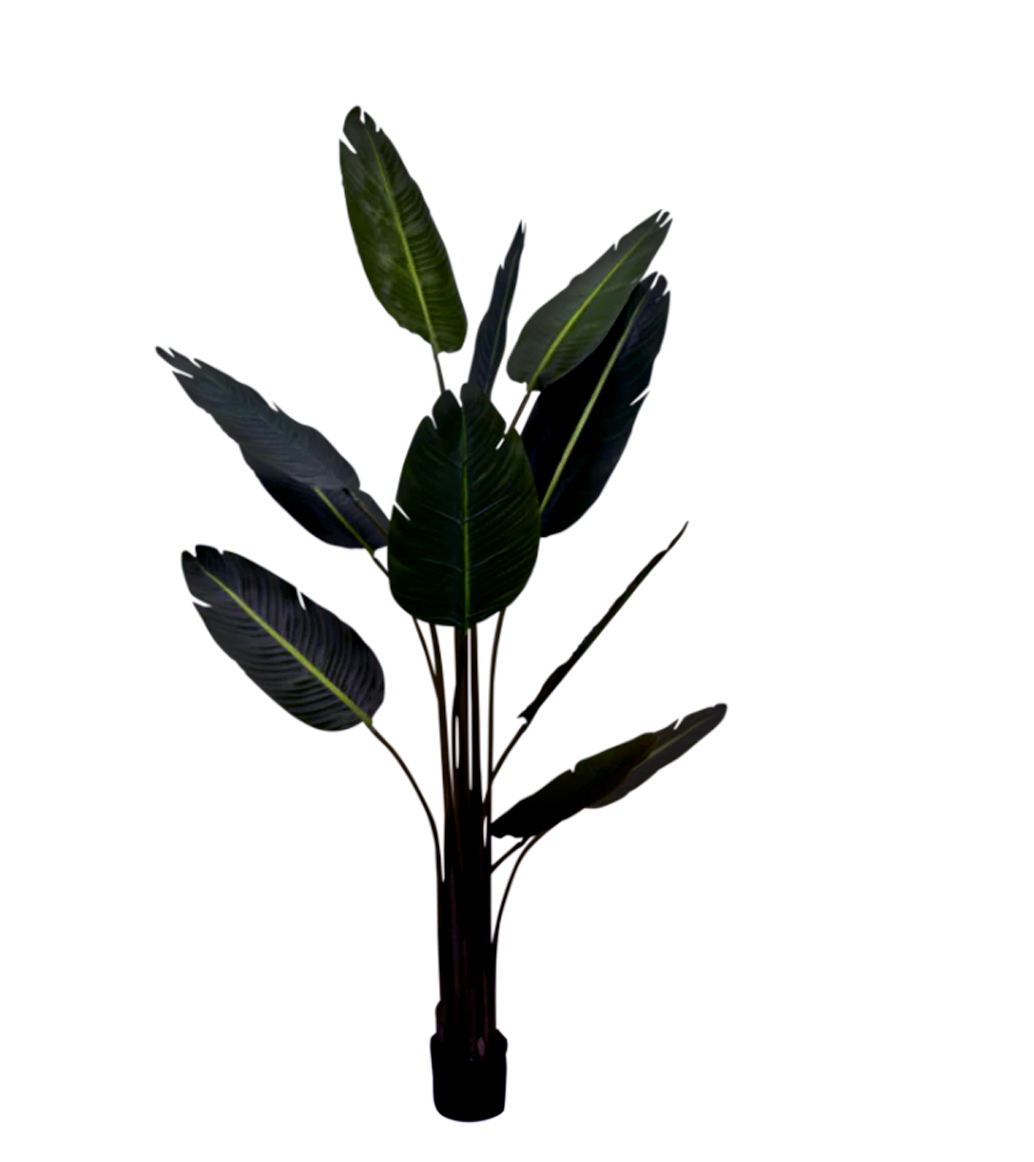 Plants