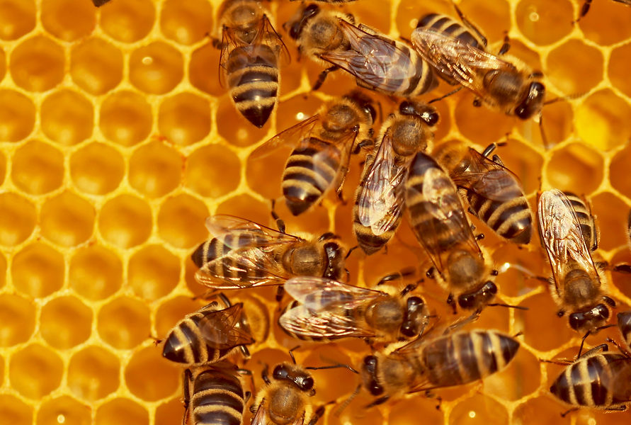Bees working on the comb