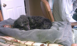 Snuggly Lulu