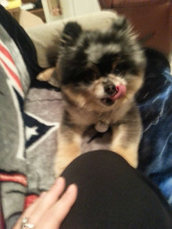 Bandit