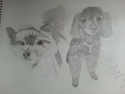 Bandit and Lulu