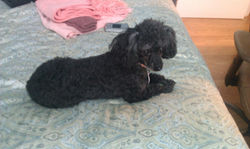 Lulu
