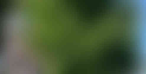 植樹された銀杏 2022年10月撮影