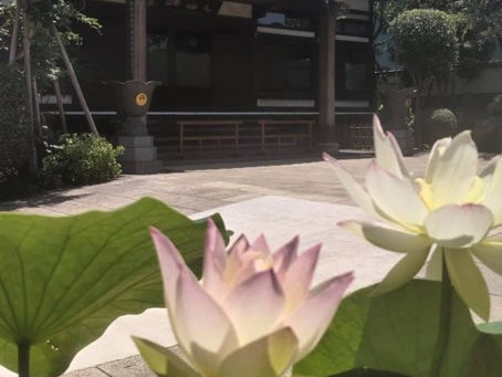 2025年6月 清凉寺境内庭の蓮が開花しました