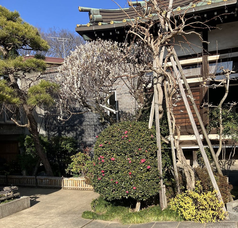 清凉寺本堂と寒椿と梅 2026年2月撮影