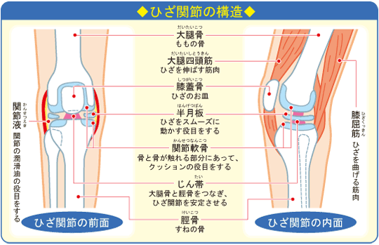 膝の痛みの関節構造の説明